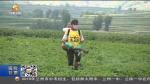 定西：“土豆”变“金豆” 马铃薯产业高质量发展 - 甘肃省广播电影电视