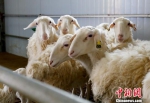 图为养殖基地里健康生长的湖羊。　高展 摄 - 甘肃新闻