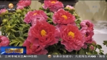 唯有牡丹真国色 花开时节动京城 - 甘肃省广播电影电视