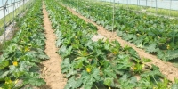 图为兰州特色农产品之一西葫芦生长环境。兰州市农业农村局供图 - 甘肃新闻