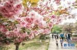樱花美景引游人 - 人民网
