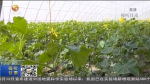 甘肃：蔬菜产业扶贫 力促农民增收 - 甘肃省广播电影电视