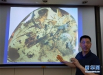 （图文互动）（2）中国科学家在琥珀中发现史前海洋动物 - 人民网