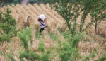 贵州大方：山区小麦获丰收 - 中国甘肃网