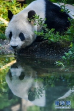 （国际）（1）维也纳：大熊猫“阳阳”的幸福生活 - 人民网