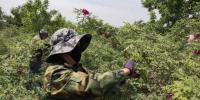 “中国玫瑰之乡”深度开发花产业 以花促旅农民增收 - 甘肃新闻
