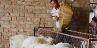 环县农户养羊心经:“土方子”不“土”，专治羊生病 - 甘肃新闻