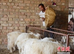 环县农户养羊心经:“土方子”不“土”，专治羊生病 - 甘肃新闻
