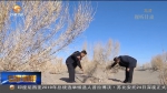 金塔：从防沙治沙到“沙里淘金” - 甘肃省广播电影电视