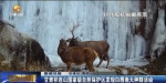 甘肃祁连山国家级自然保护区发现白唇鹿大种群活动 - 甘肃省广播电影电视