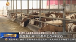 天水：活牛供港 让脱贫牛“牛起来” - 甘肃省广播电影电视