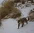 图为红外相机拍摄到的雪豹清晰照片。甘肃安西极旱荒漠国家级自然保护区管理局供图 - 甘肃新闻