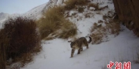 图为红外相机拍摄到的雪豹清晰照片。甘肃安西极旱荒漠国家级自然保护区管理局供图 - 甘肃新闻