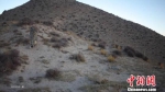 图为红外相机拍摄到的雪豹背影。甘肃安西极旱荒漠国家级自然保护区管理局供图 - 甘肃新闻