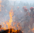 森林消防员奋力扑打明火。 （张小军 摄） - 人民网