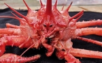 “发现”号在西太平洋海山采集到深海蟹 - 中国甘肃网