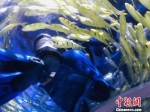 海洋动物“男保姆”杜成功在水中休息时与鱼类互动。艾庆龙 摄 - 甘肃新闻