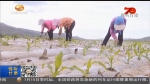 【壮丽70年·奋斗新时代】甘肃农业70年 技术改变“靠天吃饭” - 甘肃省广播电影电视