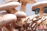 图为坐落于德吉新村的臣祥滑子菇产业园所产香菇。　闫姣 摄 - 甘肃新闻