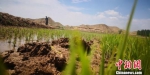 图为“绿波荡漾”的水稻田。　魏建军 摄 - 甘肃新闻