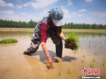图为技术人员正在进行水稻插秧。　魏建军 摄 - 甘肃新闻