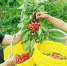 采摘园里工人正在采摘樱桃。　张宁宁 摄 - 甘肃新闻