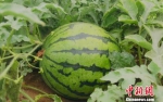 图为甘肃民勤瓜农种植的“富硒西瓜”。　马爱彬 摄 - 甘肃新闻