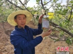 图为：爱心认购苹果树。台州市社联会供图 - 甘肃新闻