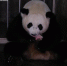 大熊猫“阿宝”诞下全球最重龙凤胎 - 人民网