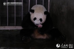 大熊猫“阿宝”诞下全球最重龙凤胎 - 人民网