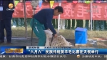 “六月六”民族传统剪羊毛比赛在天祝举行 - 甘肃省广播电影电视