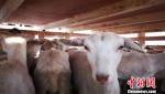千余只澳洲种羊"包机"抵兰州新区：助甘肃精准扶贫 - 甘肃新闻