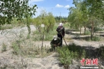 图为护林员接水管养护树木。　魏金龙 摄 - 甘肃新闻