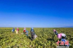 图为青山农场的南瓜喜获丰收。　钟欣 摄 - 甘肃新闻
