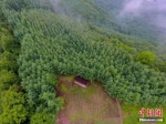 图为航拍田永平所造林地，中间为简易小木屋。冉创昌 摄 - 甘肃新闻
