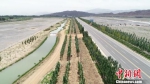 临泽县14万亩公益林生态供水一期工程已建成丹霞快速通道东侧生态输水渠11.6公里。　张朝军 摄 - 甘肃新闻