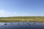 从“人鸟争食” 到“人鹤和谐”——湿地生态保护的“扎龙探索” - 中国甘肃网