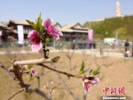 图为兰州市安宁堡栽植的桃苗木。(资料图) 刘薛梅 摄 - 甘肃新闻