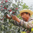 图为采摘花椒的农民。(资料图) 刘玉玺 摄 - 甘肃新闻