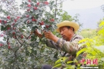 图为采摘花椒的农民。(资料图) 刘玉玺 摄 - 甘肃新闻