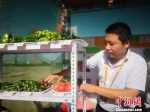 图为甘肃省敦煌种业集团工作人员摆放最新培育的蔬菜品种。　魏建军 摄 - 甘肃新闻