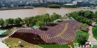 【飞阅甘肃】紫色魅惑！黄河向花海深情“表白”：你今天太美太美 - 中国甘肃网