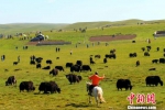 甘肃甘南藏区“绿色蝶变” 原生态旅游引众“打卡” - 甘肃新闻