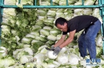 （关注“利奇马”）（1）山东寿光蔬菜供应平稳 价格略涨 - 人民网