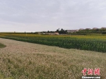 地处黄土高原腹地的环县是甘肃荞麦的主产区，常年种植面积达30万亩以上。　张永鑫 摄 - 甘肃新闻