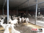 千余只澳大利亚种羊投入甘肃市场 助有机羊奶产业发展 - 甘肃新闻