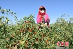 甘肃瓜州戈壁订单农业引农“增收脱贫” - 甘肃新闻