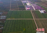 航拍平凉市境内一苹果种植基地。(资料图) 钟欣 摄 - 甘肃新闻