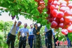 图为葡萄节期间，各路农学专家及客商在葡萄基地“谈瓜论果”。　王斌银 摄 - 甘肃新闻