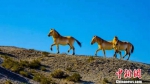 甘肃安西极旱荒漠国家级自然保护区里的普氏野马体格健壮，生存状况良好。　王俊 摄 - 甘肃新闻